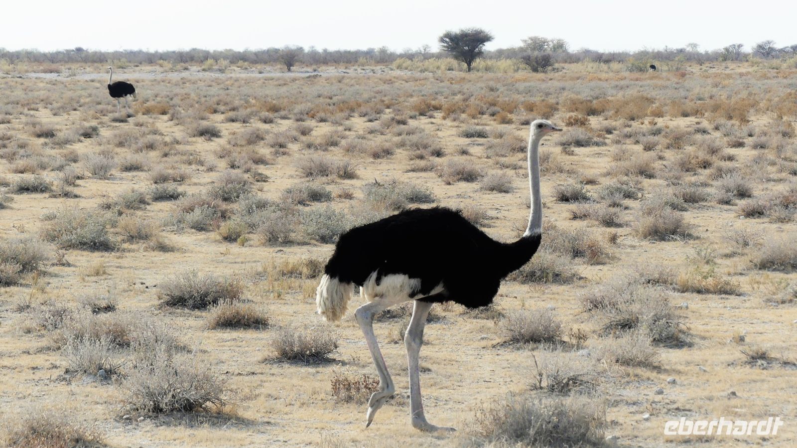 Namibia - Etosha Nationalpark - Gevatter Strauß