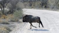 Namibia - Etosha Nationalpark - eiliges Gnu