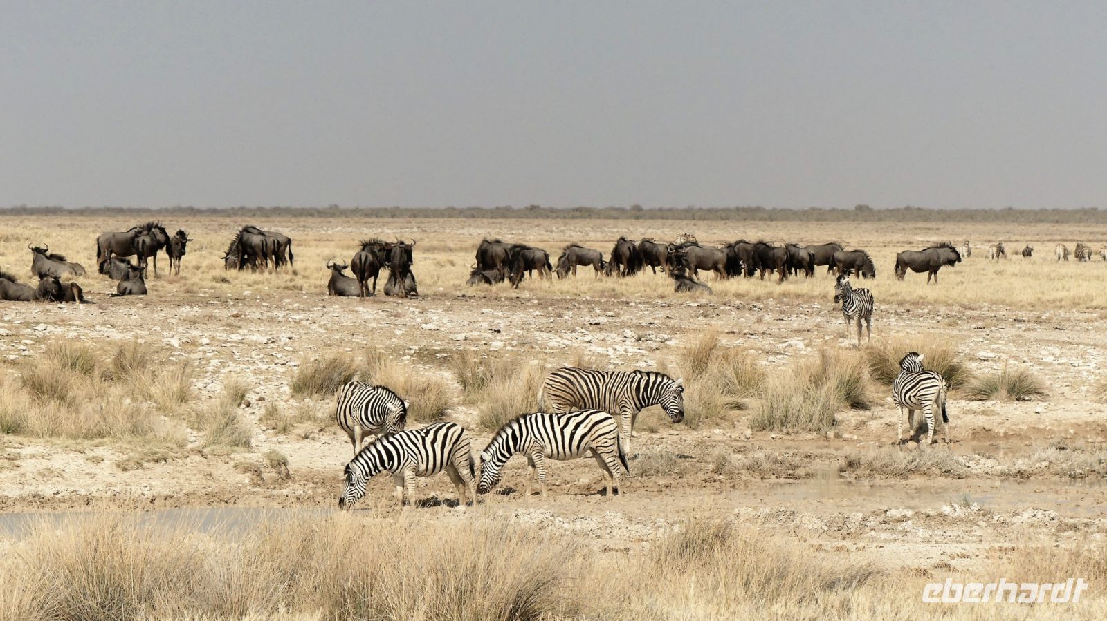 Namibia - Etosha Nationalpark