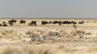 Namibia - Etosha Nationalpark