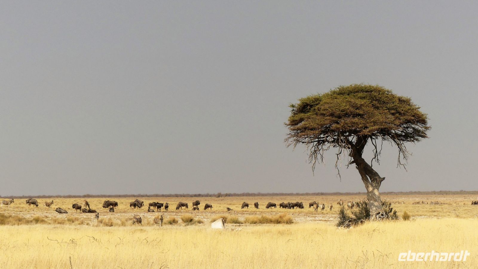 Namibia - Etosha Nationalpark - das Fotomotiv