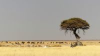 Namibia - Etosha Nationalpark - das Fotomotiv