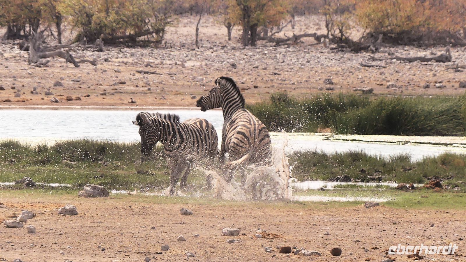 Namibia - Etosha Nationalpark - Badespaß am Wasserloch