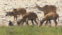 Namibia - Etosha Nationalpark - Kudus