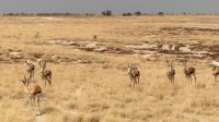 Namibia - Etosha Nationalpark - grenzenlose Weite