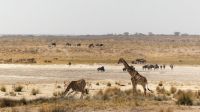 Namibia - Etosha Nationalpark 