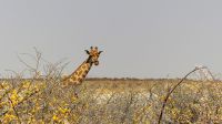 Namibia - Etosha Nationalpark
