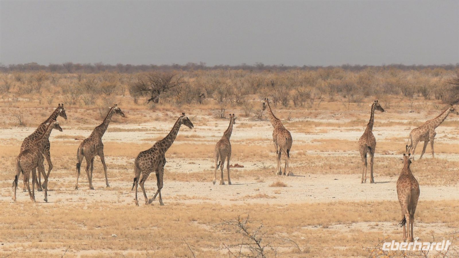 Namibia - Etosha Nationalpark - Giraffenparade