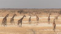 Namibia - Etosha Nationalpark - Giraffenparade