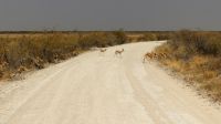 Namibia - Etosha Nationalpark - grenzenlose Weite