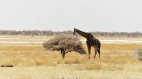 Namibia - Etosha Nationalpark