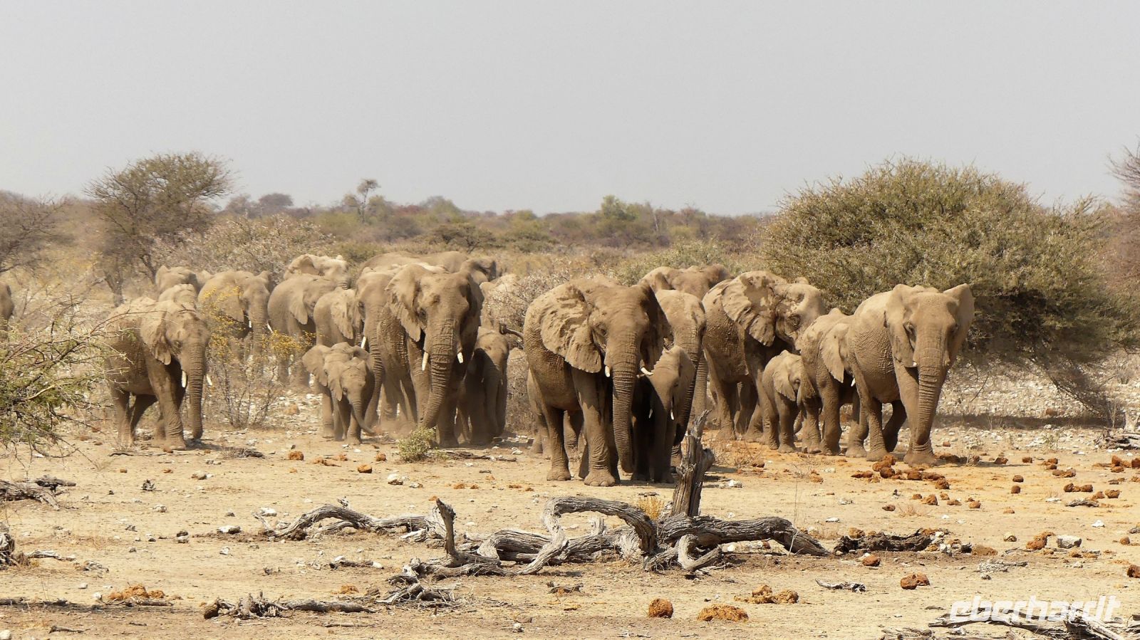 Namibia - Etosha Nationalpark - Elefantenparade