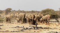 Namibia - Etosha Nationalpark - Elefantenparade
