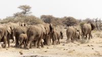 Namibia - Etosha Nationalpark - Elefantenparade