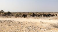 Namibia - Etosha Nationalpark - Elefantenparade