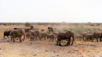 Namibia - Etosha Nationalpark - Elefantenparade