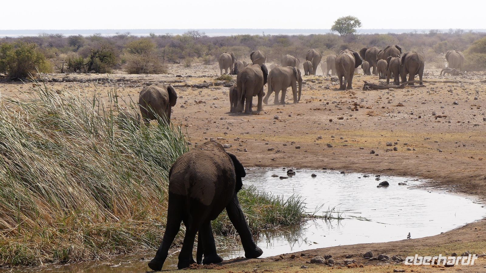 Namibia - Etosha Nationalpark - Elefantenparade