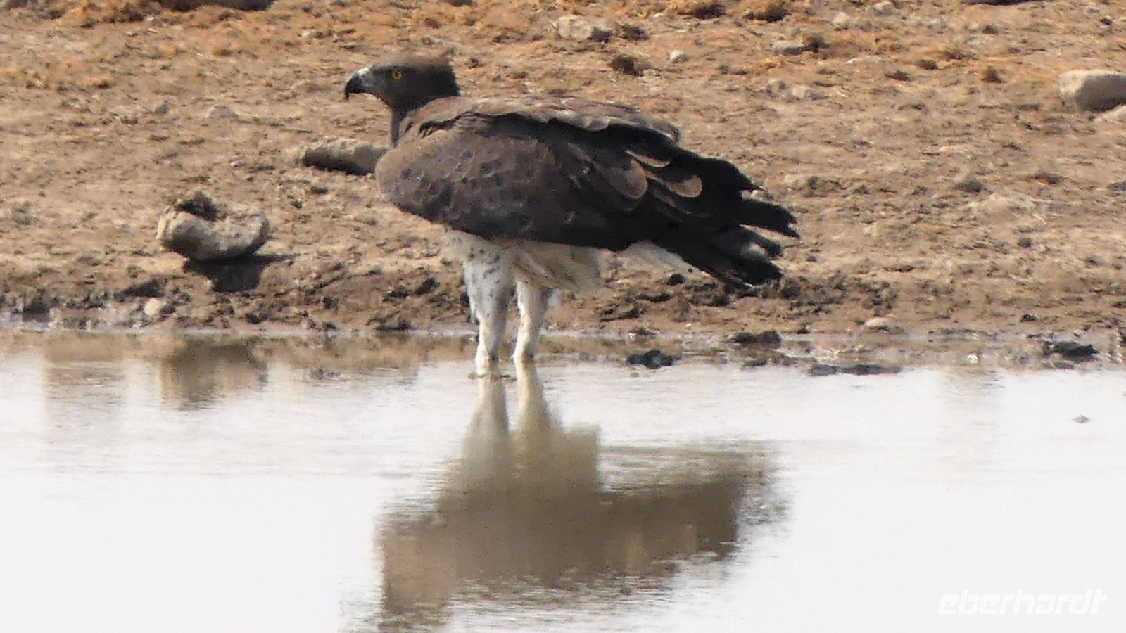 Namibia - Etosha Nationalpark - Kampfadler