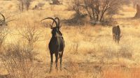 Namibia - Gabus Game Ranch bei Otavi