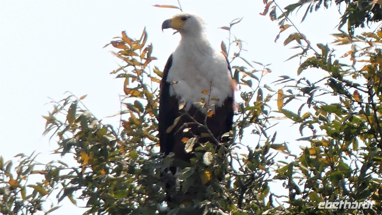 Namibia - Erlebnisse am Okavango - Fish Eagle (Schreiseeadler)