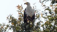 Namibia - Erlebnisse am Okavango - Fish Eagle (Schreiseeadler)