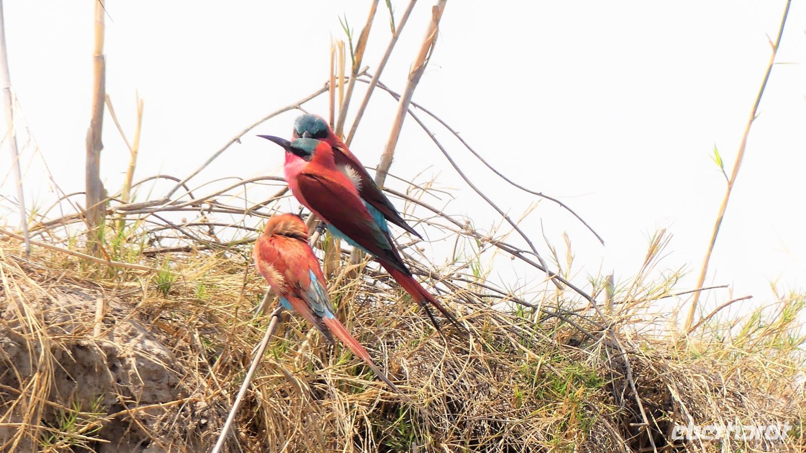 Namibia - Erlebnisse am Okavango - Scharlachspint