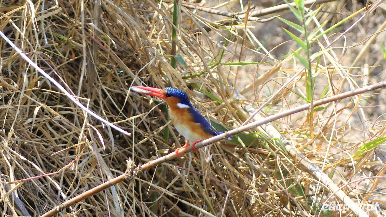 Namibia - Erlebnisse am Okavango - Kobalteisvogel