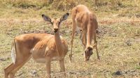 Namibia - Erlebnisse am Okavango - Impalas