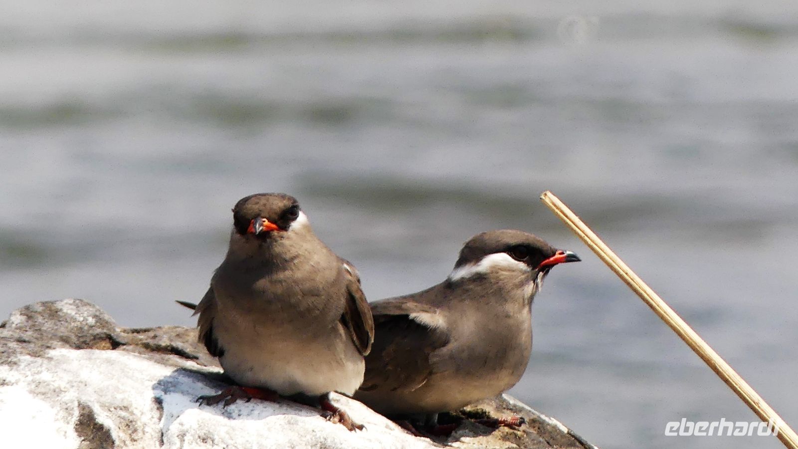 Namibia - Erlebnisse am Okavango - Seeschwalbe