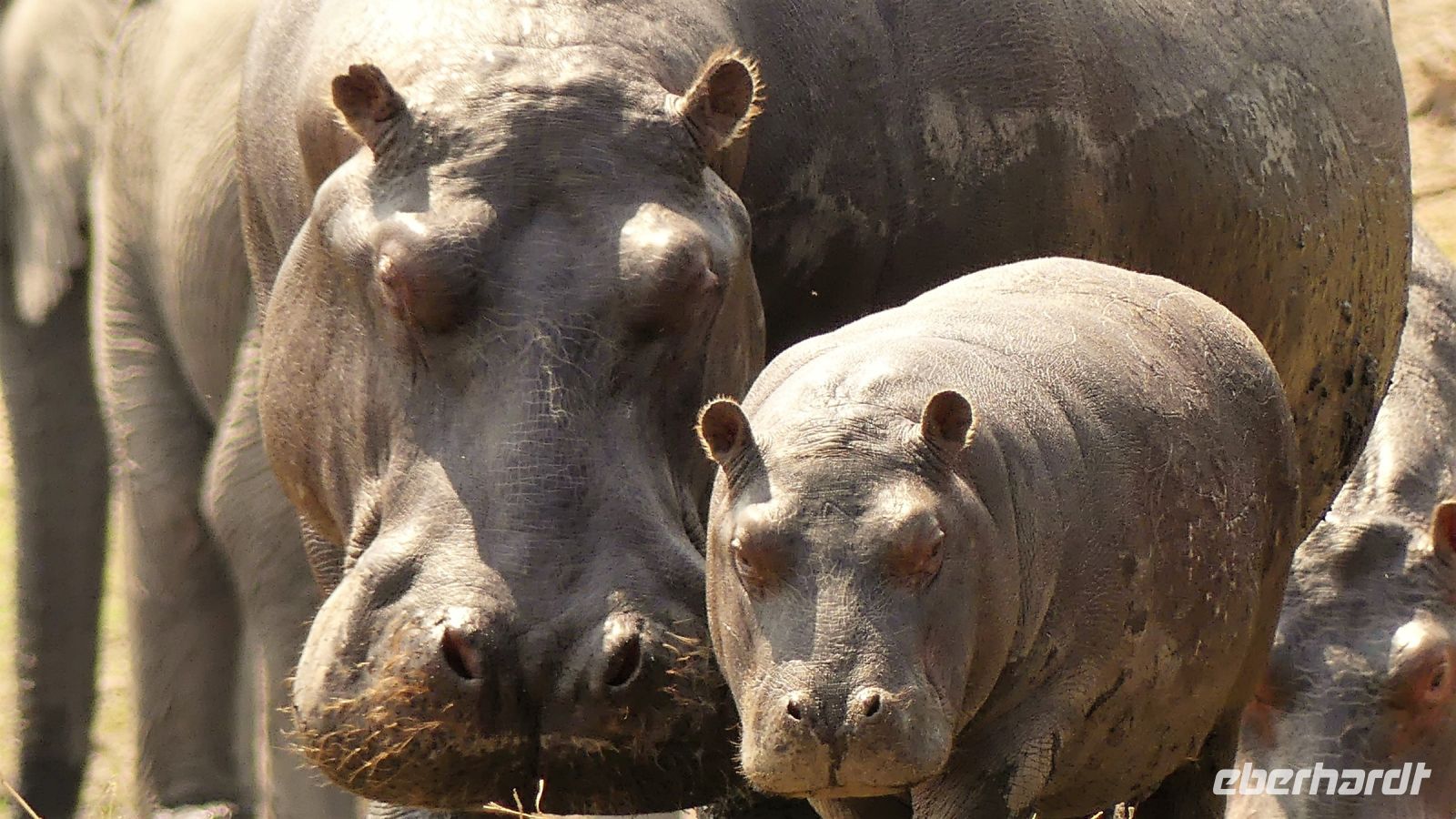 Namibia - Erlebnisse am Okavango