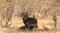 Namibia - Erlebnisse am Okavango - Pirschfahrt im Buffalo Game Reserve - Säbelantilopen