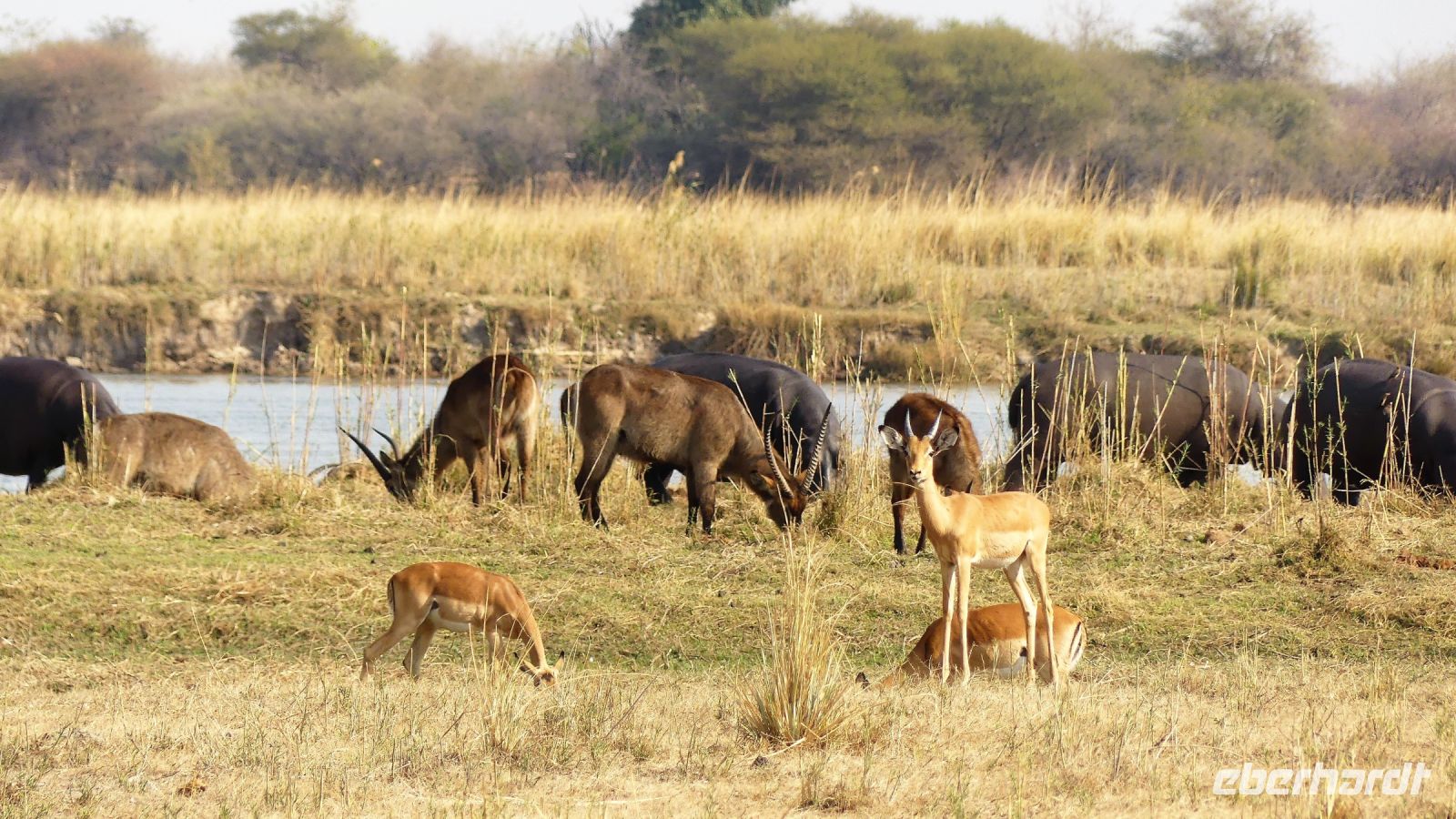 Namibia - Erlebnisse am Okavango - Pirschfahrt im Buffalo Game Reserve