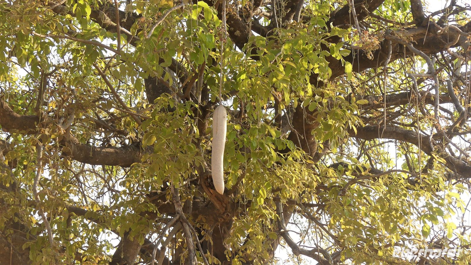 Namibia - Pirschfahrt im Buffalo Game Reserve - Leberwurstbaum