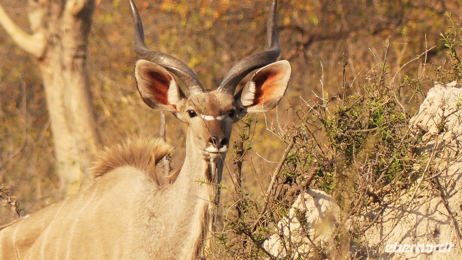 Namibia - Pirschfahrt im Buffalo Game Reserve - Kudubock