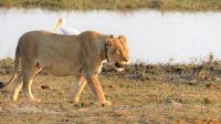 Namibia - Erlebnisse am Okavango - schwangere Löwin