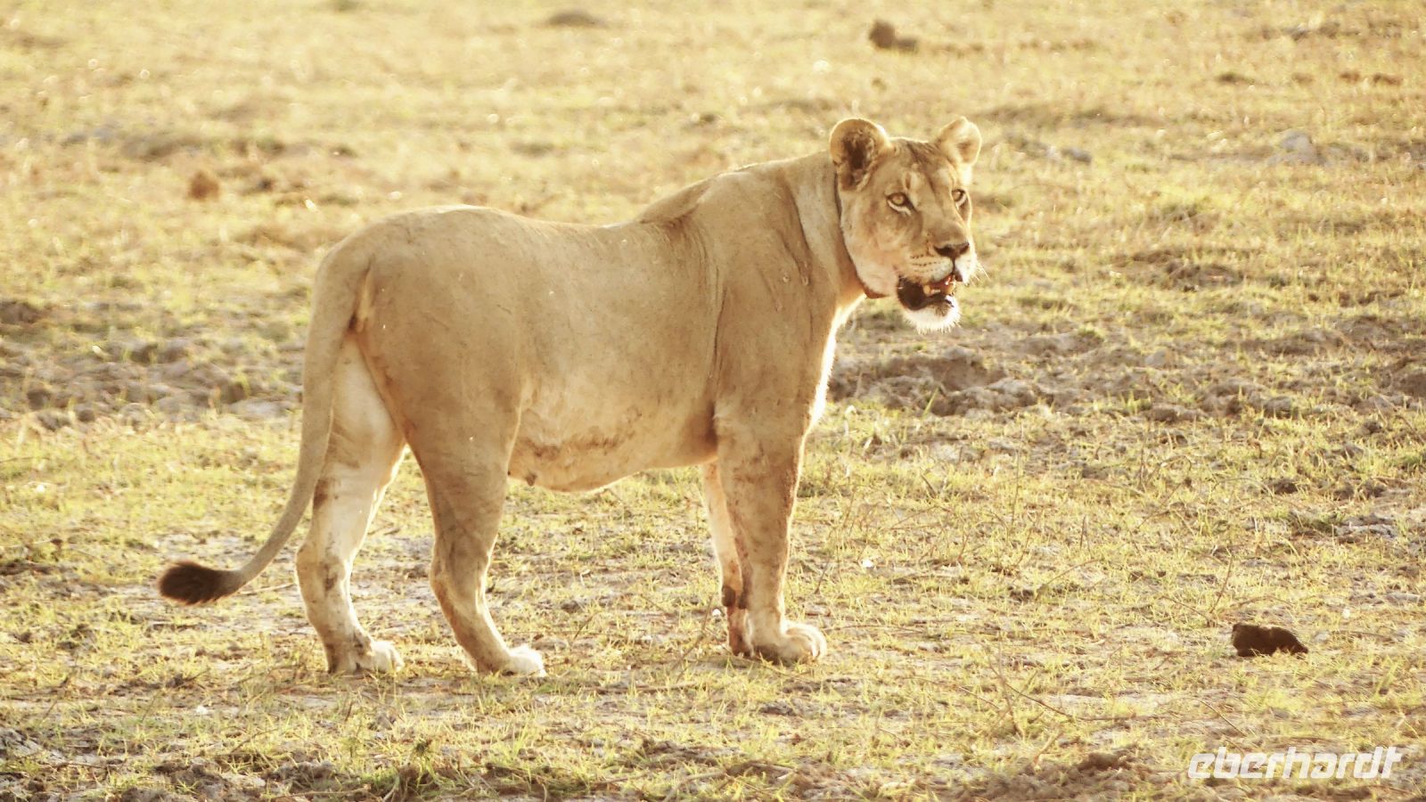 Namibia - Pirschfahrt im Buffalo Game Reserve -Löwin
