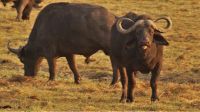 Namibia - Pirschfahrt im Buffalo Game Reserve