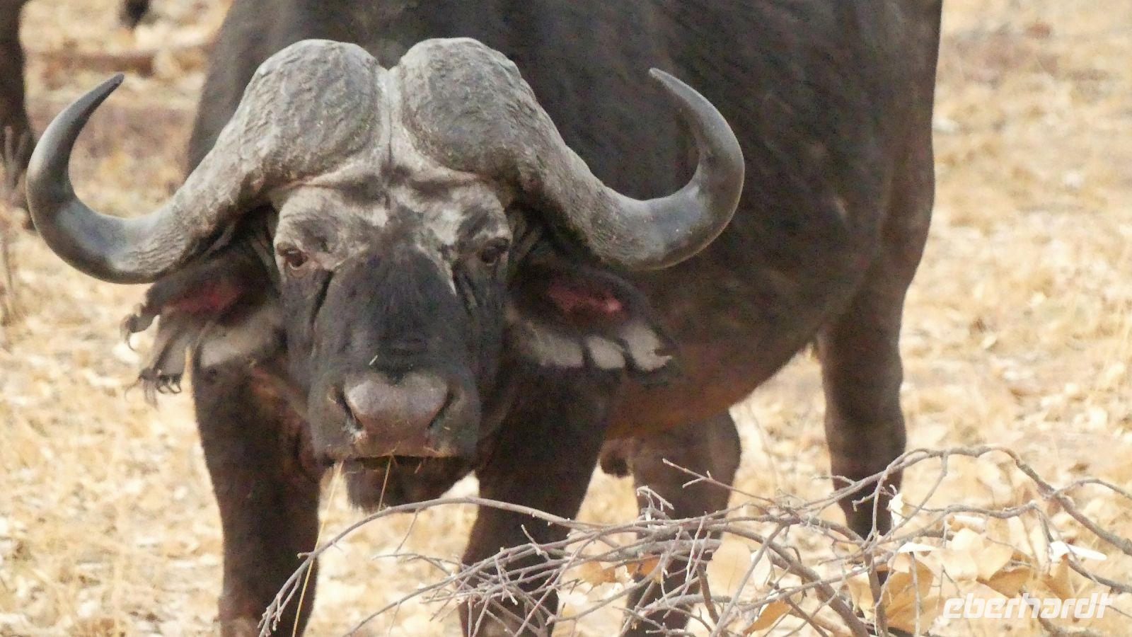 Namibia - Erlebnisse am Okavango - Pirschfahrt im Buffalo Game Reserve