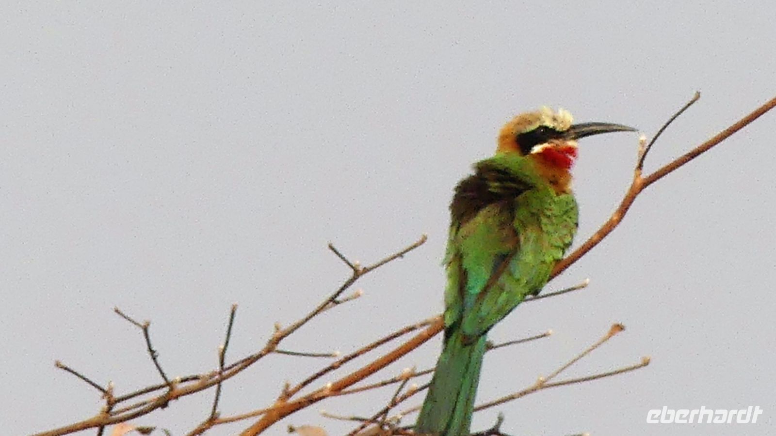 Namibia - Pirschfahrt im Bwabwata Nationalpark - Bienenfresser