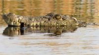 Namibia - Pirschfahrt im Bwabwata Nationalpark - Krokodil