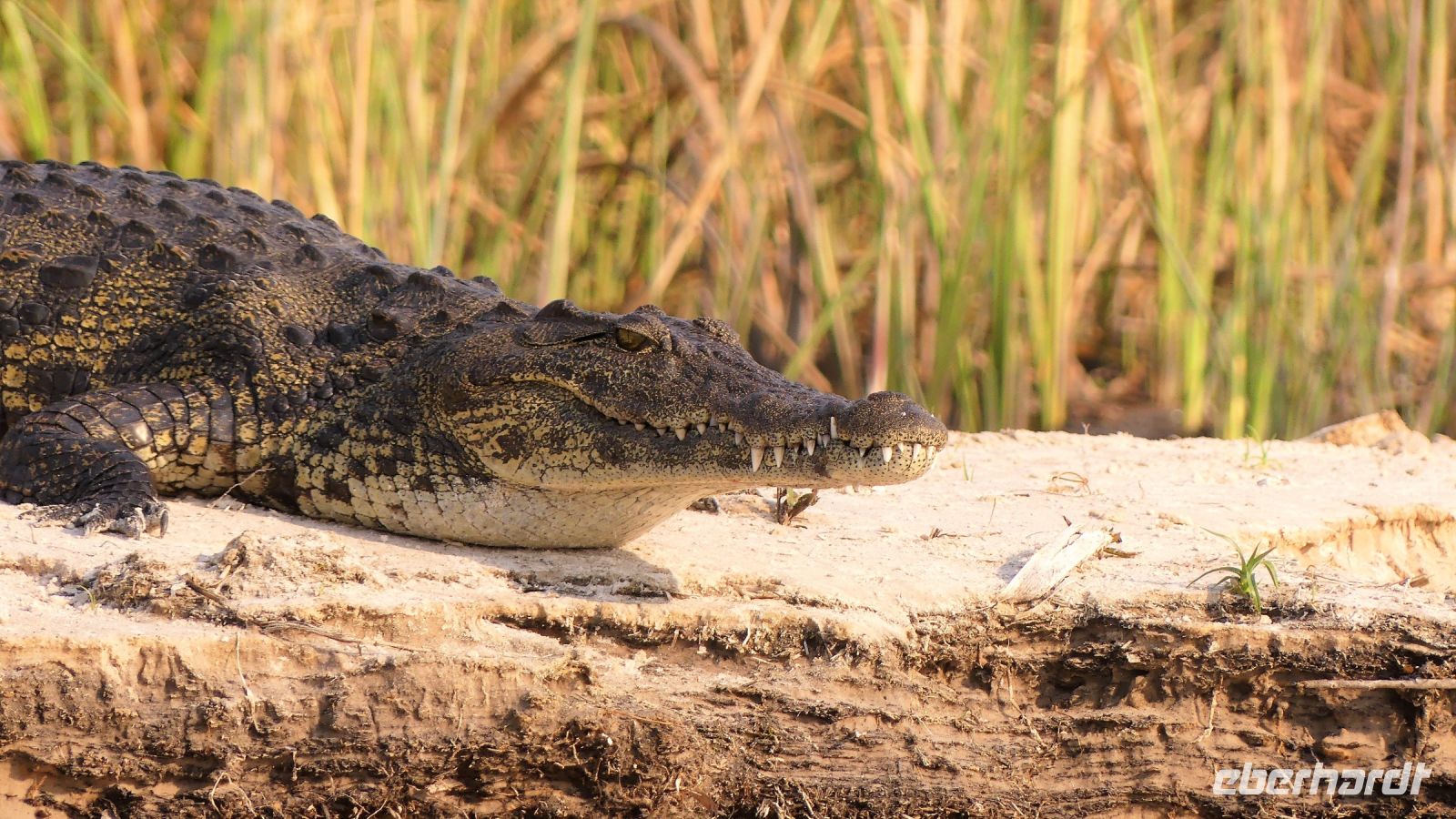 Namibia - Pirschfahrt im Bwabwata Nationalpark - Krokodil