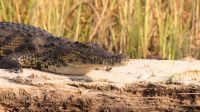 Namibia - Pirschfahrt im Bwabwata Nationalpark - Krokodil