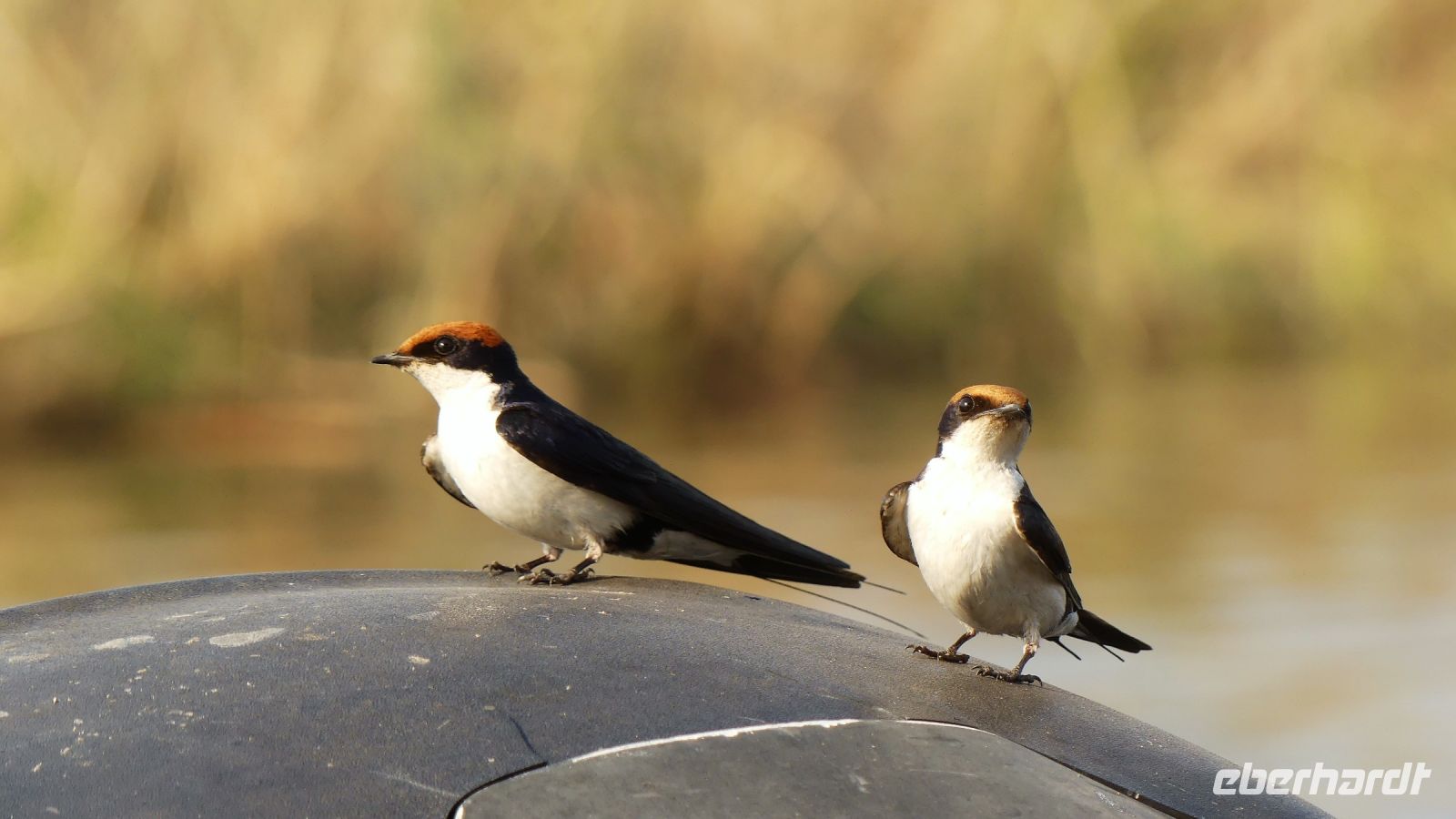 Namibia - Schwalben mit mobilem Heim = Hausbootschwalbe