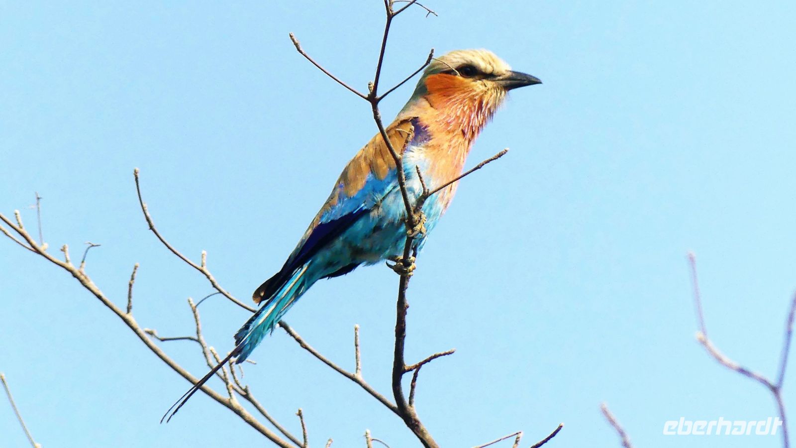 Namibia - Pirschfahrt im Bwabwata Nationalpark - Blauracke