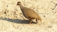 Namibia - Pirschfahrt im Bwabwata Nationalpark - Rotschnabel Frankolin