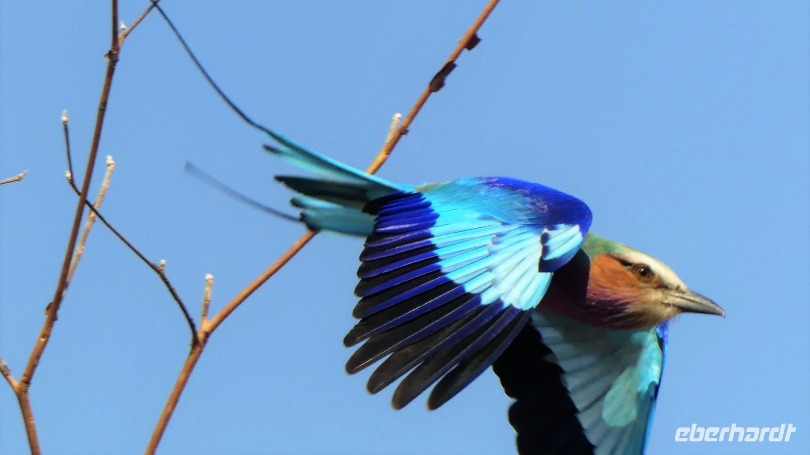 Namibia - Pirschfahrt im Bwabwata Nationalpark - Gabelracke