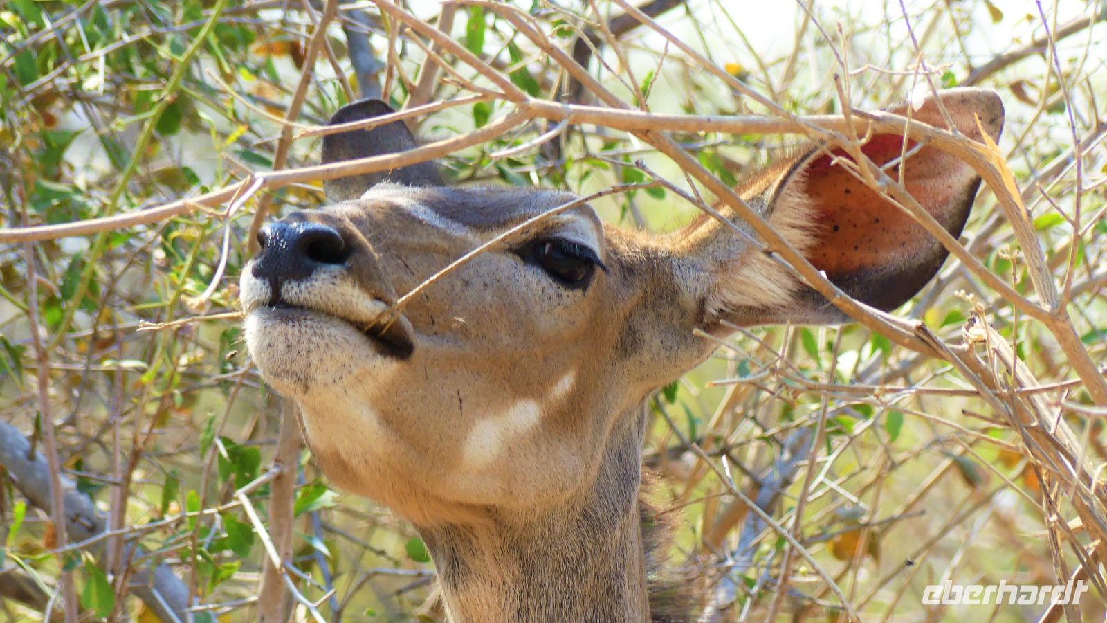 Namibia - Pirschfahrt im Bwabwata Nationalpark - Kudu
