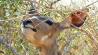 Namibia - Pirschfahrt im Bwabwata Nationalpark - Kudu