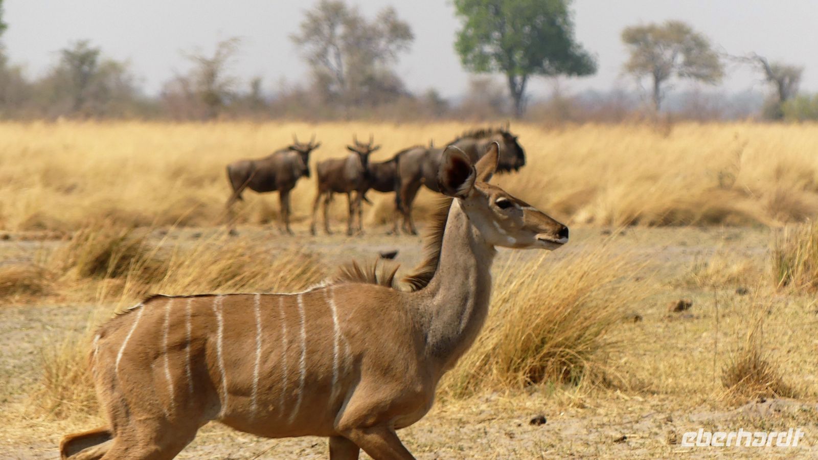Namibia - Pirschfahrt im Bwabwata Nationalpark - Kudu und Leierantilopen