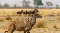 Namibia - Pirschfahrt im Bwabwata Nationalpark - Kudu und Leierantilopen